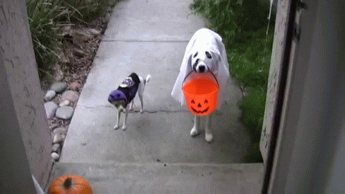 GIF of two dogs trick-or-treating