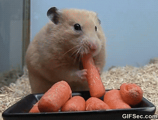GIF of a hamster stuffing its cheeks with a carrot