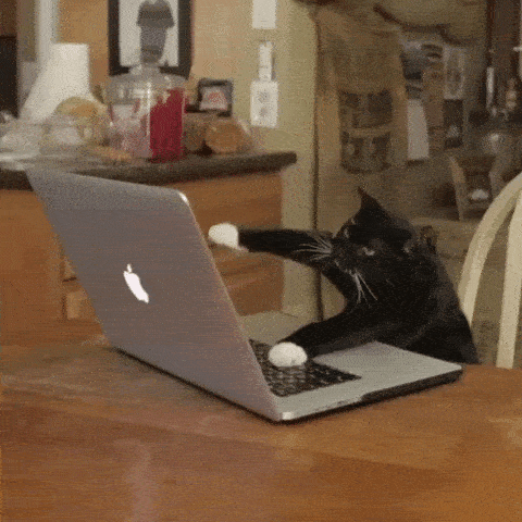 GIF of a cat typing on a laptop keyboard