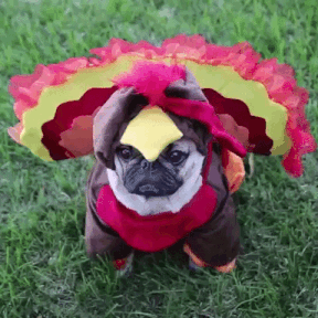 Pug in a turkey costume