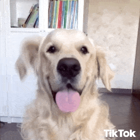 GIF of a dog wiggling its ears