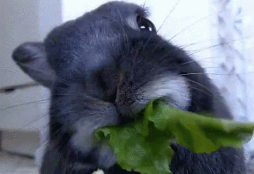 GIF of rabbit eating lettuce