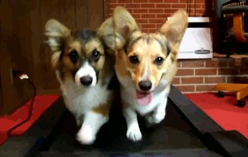 GIF of two dogs on a treadmill